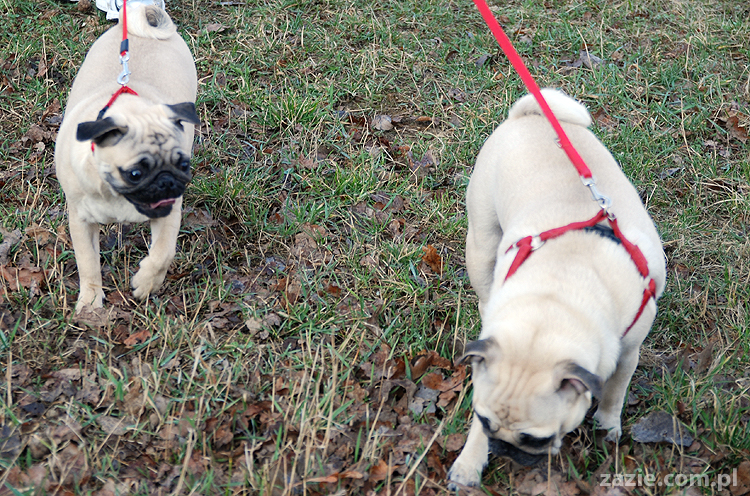 Kumok i Miszur mopsy na spacerze pugs