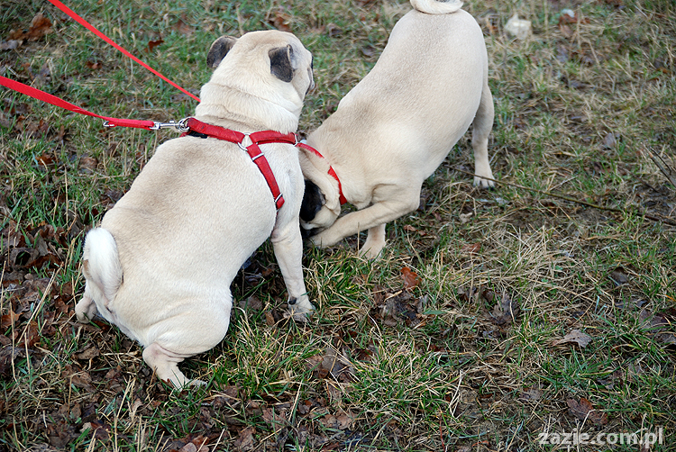 Kumok i Miszur mopsy na spacerze pugs