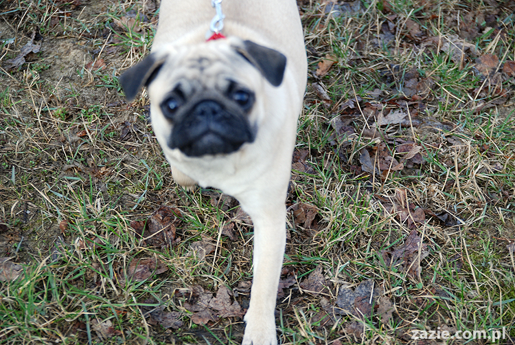 Kumok i Miszur mopsy na spacerze pugs