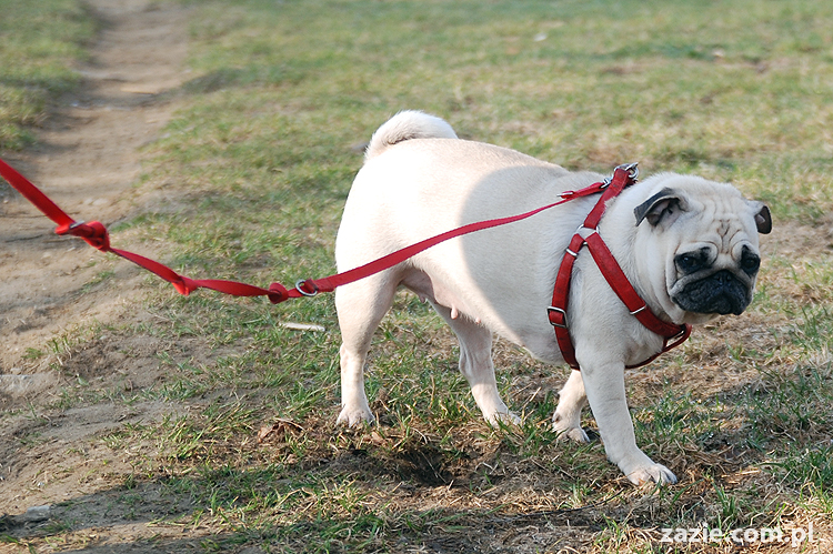 Kumok i Miszur mopsy na spacerze pugs