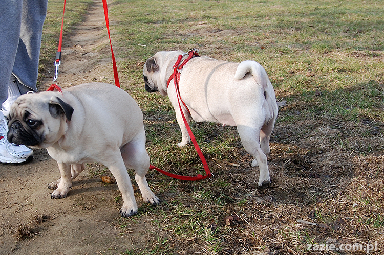 Kumok i Miszur mopsy na spacerze pugs