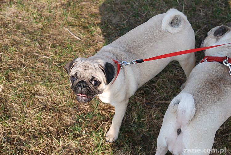 Kumok i Miszur mopsy na spacerze pugs