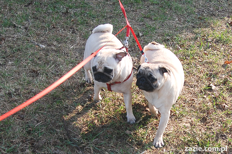 Kumok i Miszur mopsy na spacerze pugs