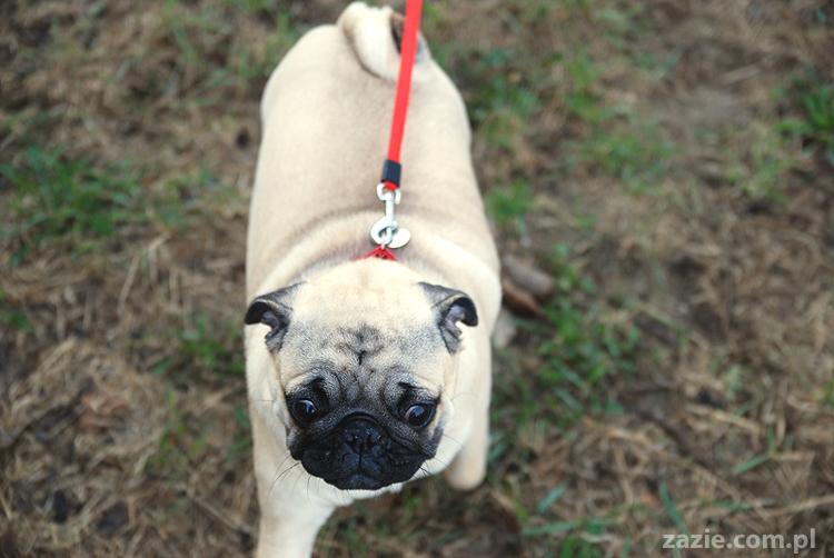 Kumok i Miszur mopsy na spacerze pugs