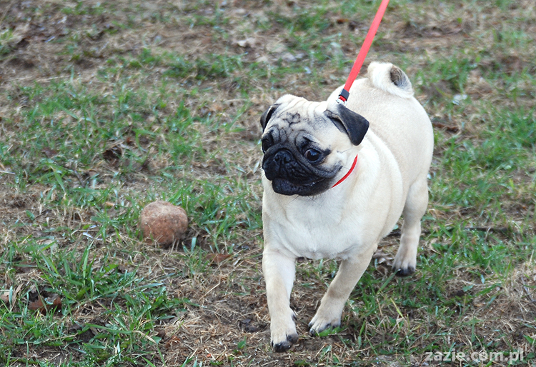 Kumok i Miszur mopsy na spacerze pugs