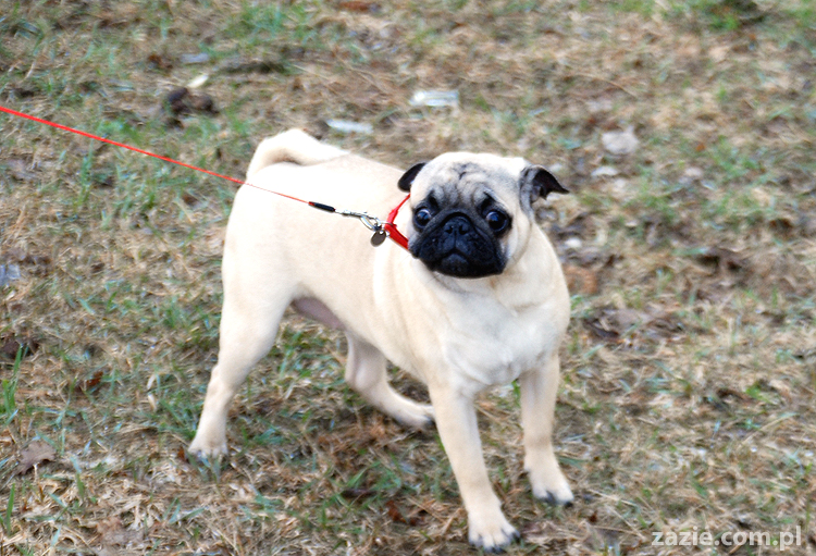 Kumok i Miszur mopsy na spacerze pugs