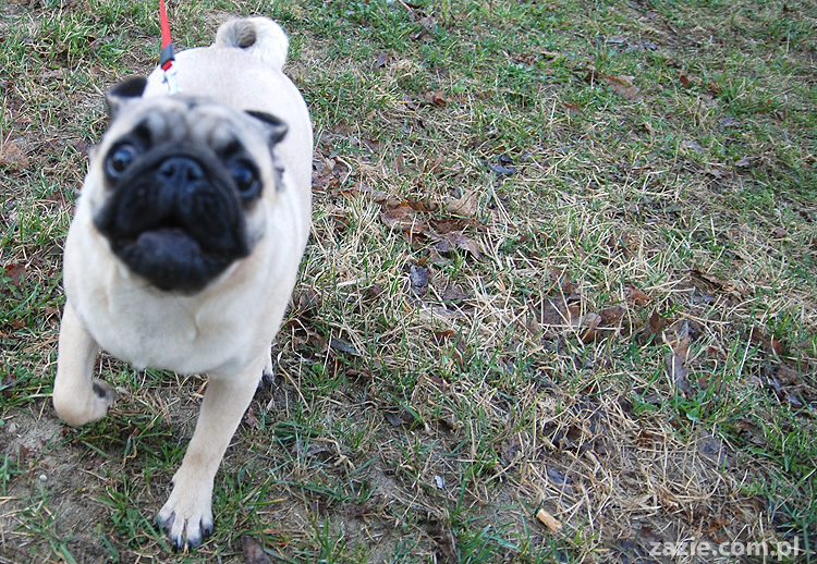 Kumok i Miszur mopsy na spacerze pugs