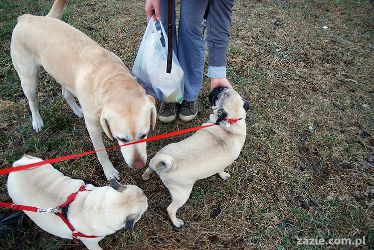 Kumok i Miszur mopsy na spacerze pugs