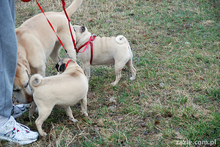 Kumok i Miszur mopsy na spacerze pugs