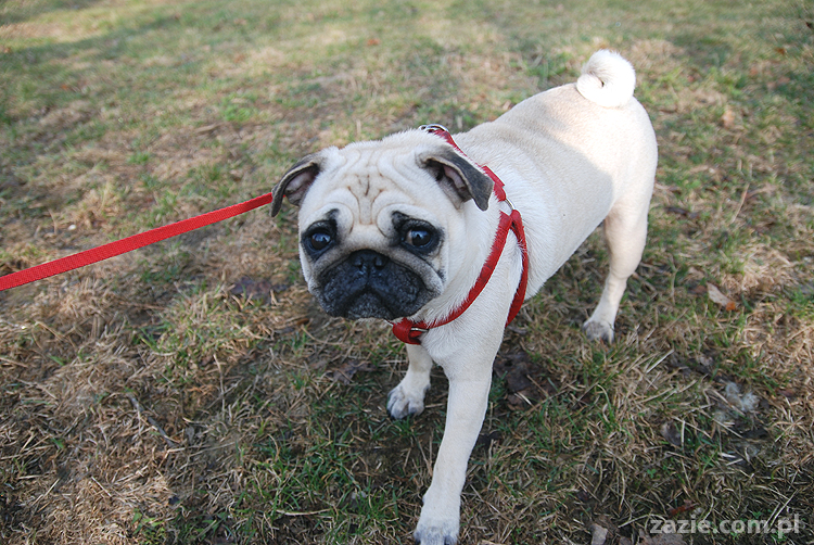 Kumok i Miszur mopsy na spacerze pugs