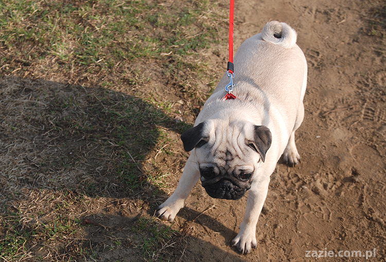Kumok i Miszur mopsy na spacerze pugs