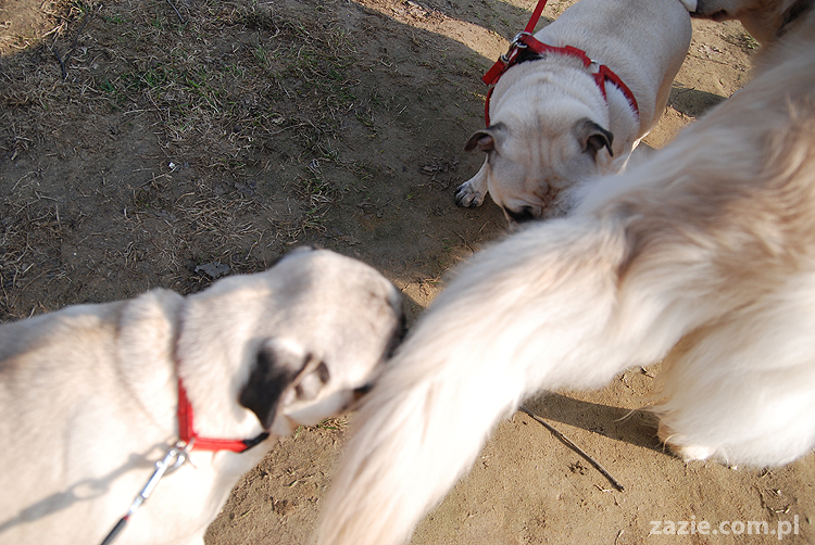 Kumok i Miszur mopsy na spacerze pugs