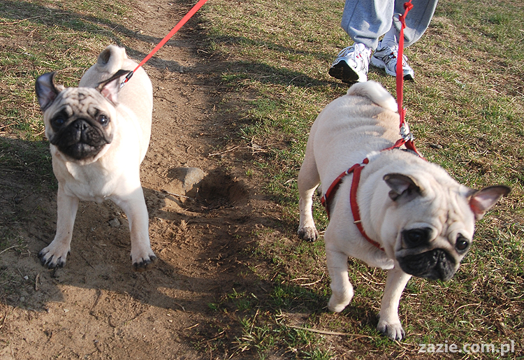 Kumok i Miszur mopsy na spacerze pugs