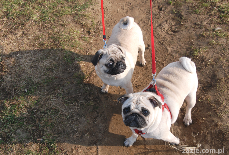 Kumok i Miszur mopsy na spacerze pugs