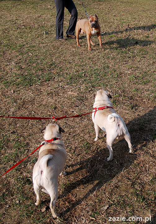Kumok i Miszur mopsy na spacerze pugs
