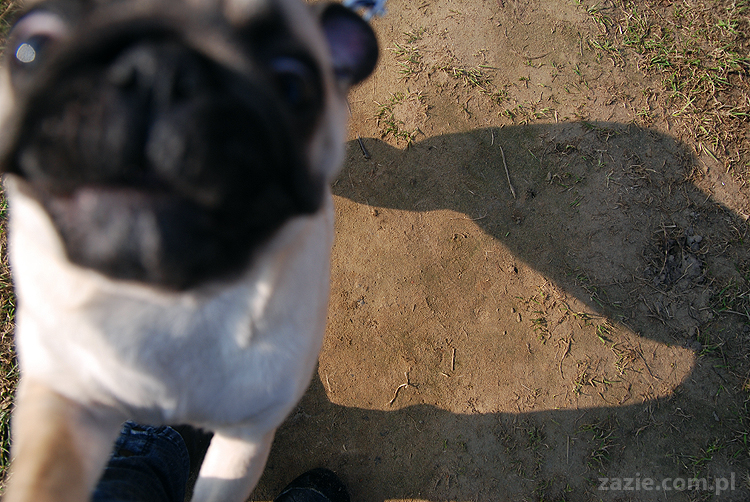 Kumok i Miszur mopsy na spacerze pugs