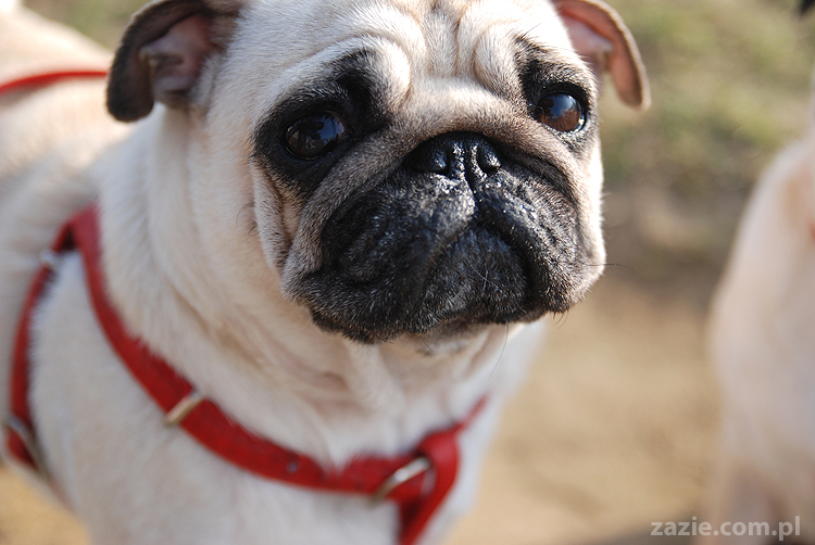Kumok i Miszur mopsy na spacerze pugs