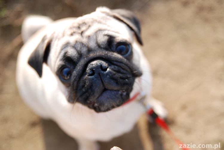 Kumok i Miszur mopsy na spacerze pugs