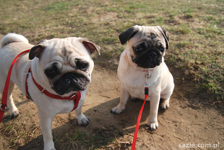 Kumok i Miszur mopsy na spacerze pugs