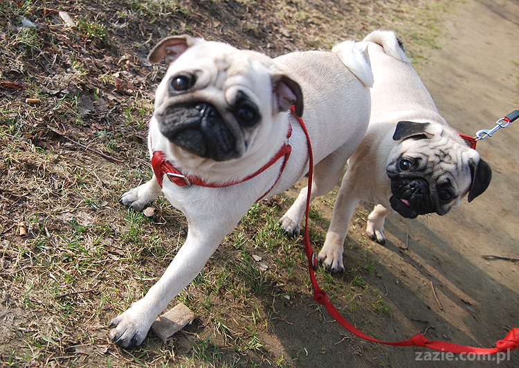 Kumok i Miszur mopsy na spacerze pugs