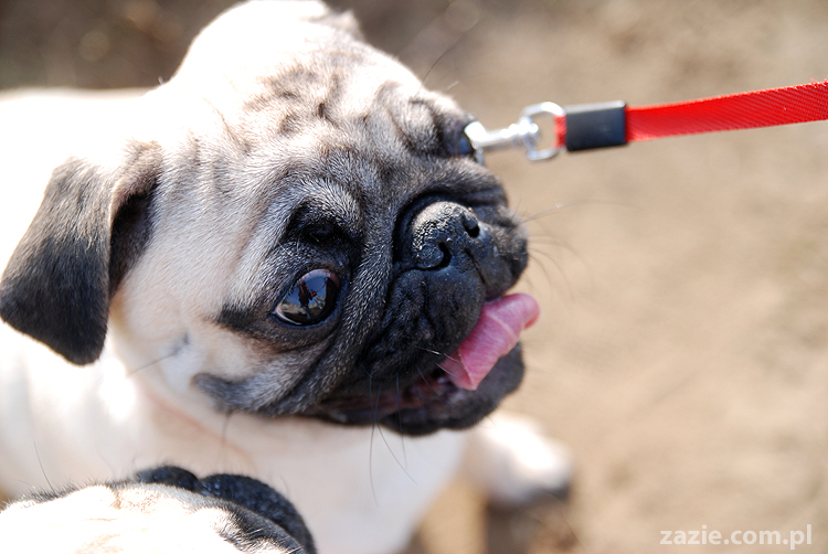 Kumok i Miszur mopsy na spacerze pugs
