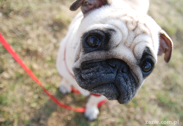 Kumok i Miszur mopsy na spacerze pugs