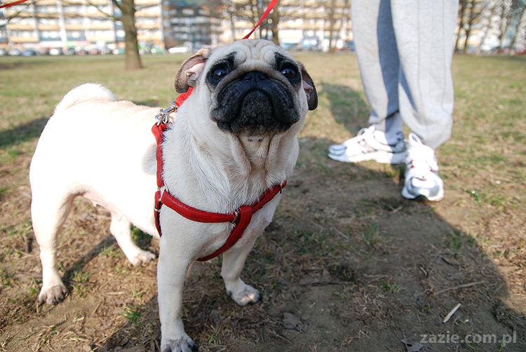 Kumok i Miszur mopsy na spacerze pugs