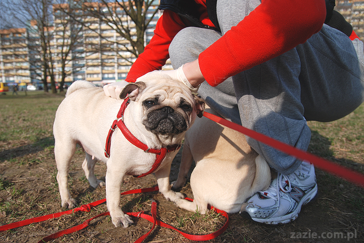 Kumok i Miszur mopsy na spacerze pugs