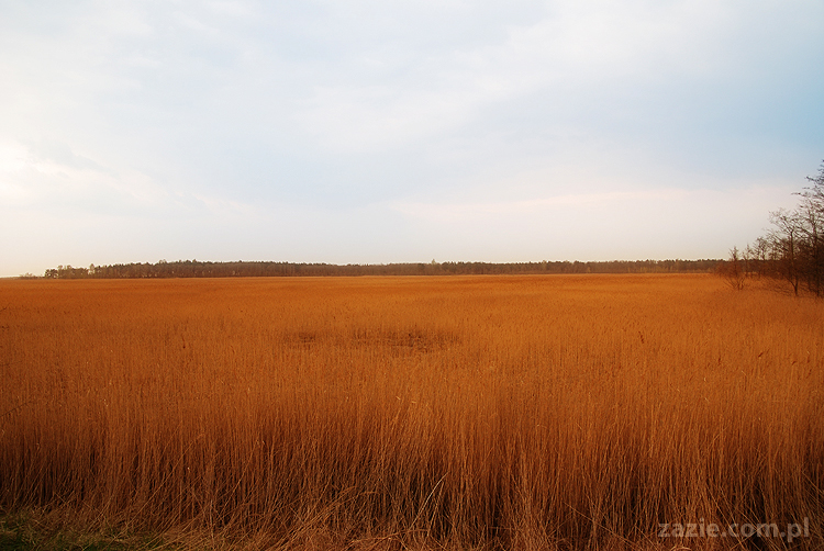 mopsy pugs Kumok i Miszur nad morzem