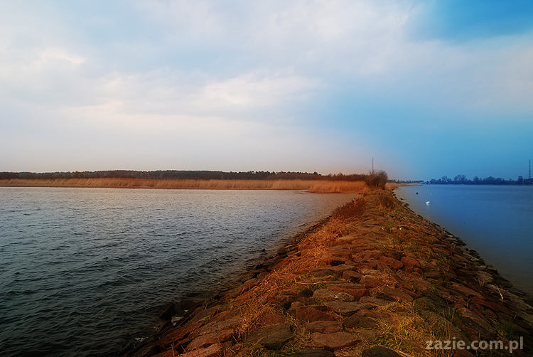 mopsy pugs Kumok i Miszur nad morzem