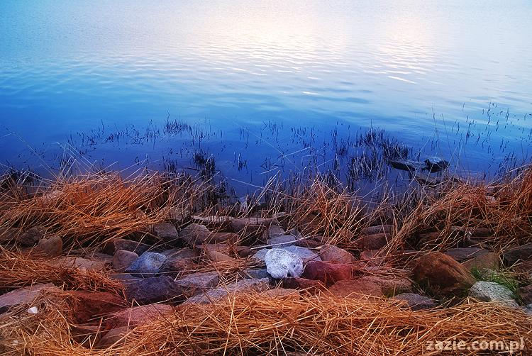 mopsy pugs Kumok i Miszur nad morzem