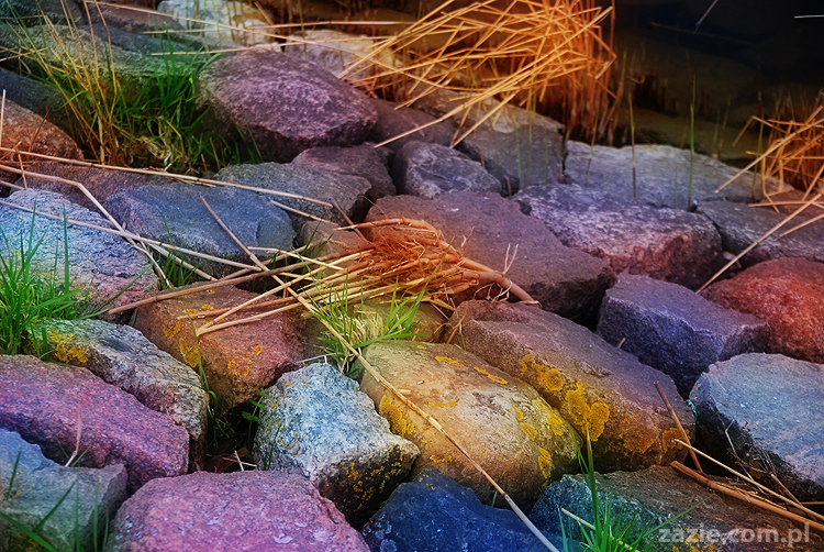 mopsy pugs Kumok i Miszur nad morzem