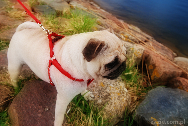 mopsy pugs Kumok i Miszur nad morzem