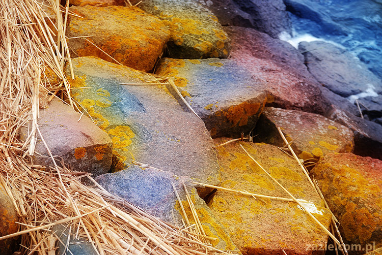 mopsy pugs Kumok i Miszur nad morzem