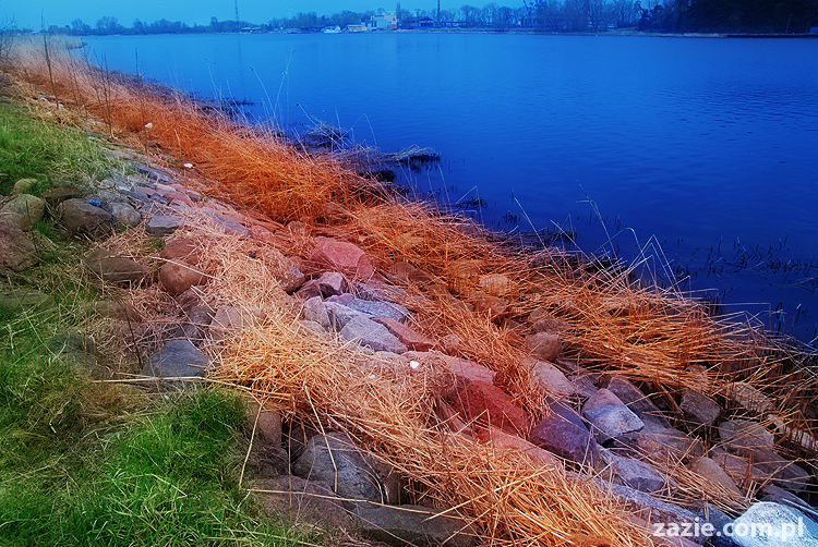 mopsy pugs Kumok i Miszur nad morzem