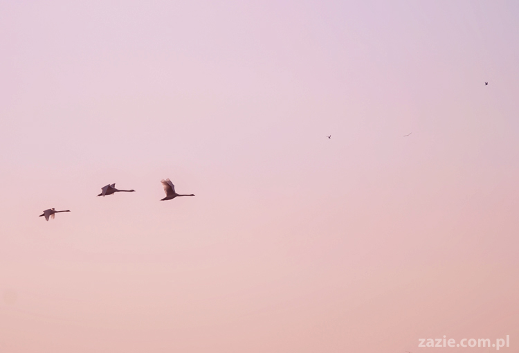 mopsy pugs Kumok i Miszur nad morzem