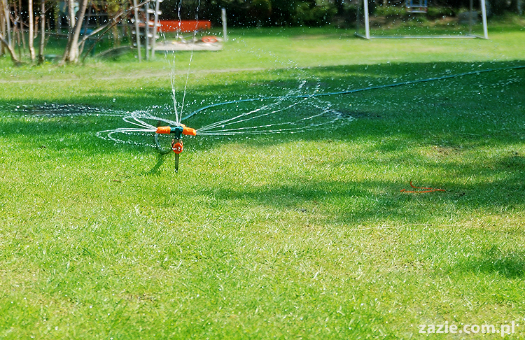 mopsy pugs Kumok i Miszur na trawie