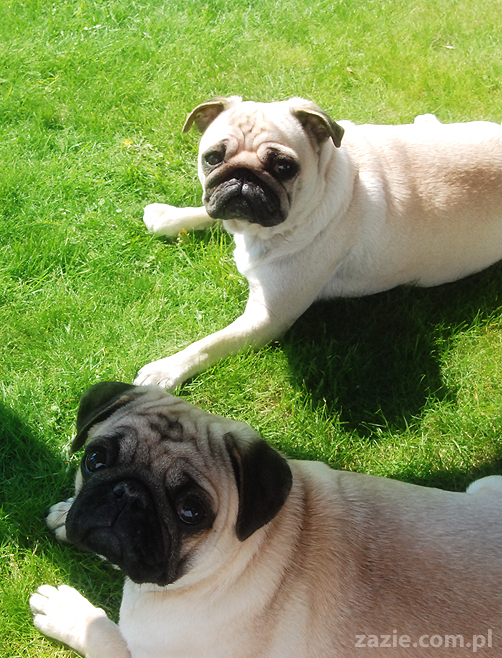 mopsy pugs Kumok i Miszur na trawie