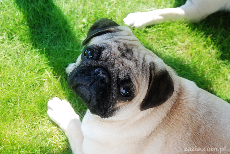 mopsy pugs Kumok i Miszur na trawie