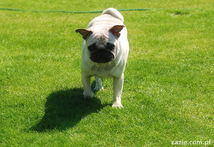 mopsy pugs Kumok i Miszur na trawie