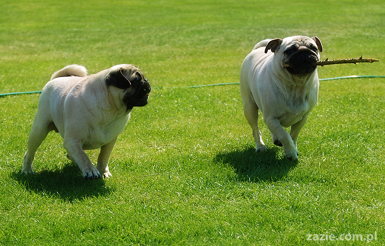 mopsy pugs Kumok i Miszur na trawie