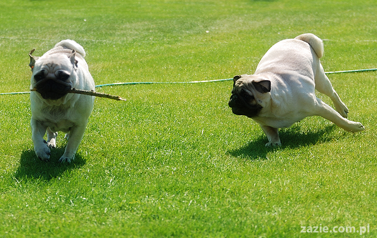 mopsy pugs Kumok i Miszur na trawie