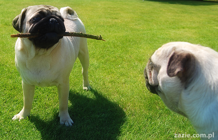 mopsy pugs Kumok i Miszur na trawie
