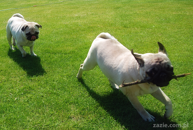 mopsy pugs Kumok i Miszur na trawie