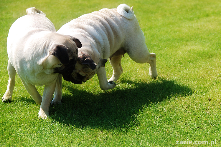 mopsy pugs Kumok i Miszur na trawie