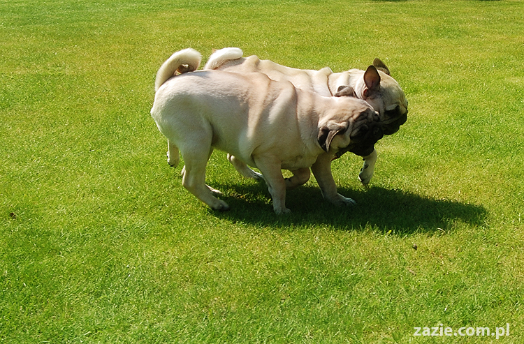 mopsy pugs Kumok i Miszur na trawie