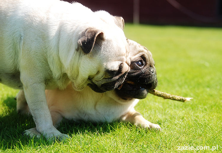 mopsy pugs Kumok i Miszur na trawie