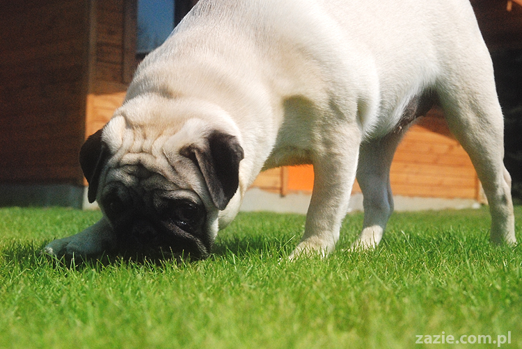 mopsy pugs Kumok i Miszur na trawie