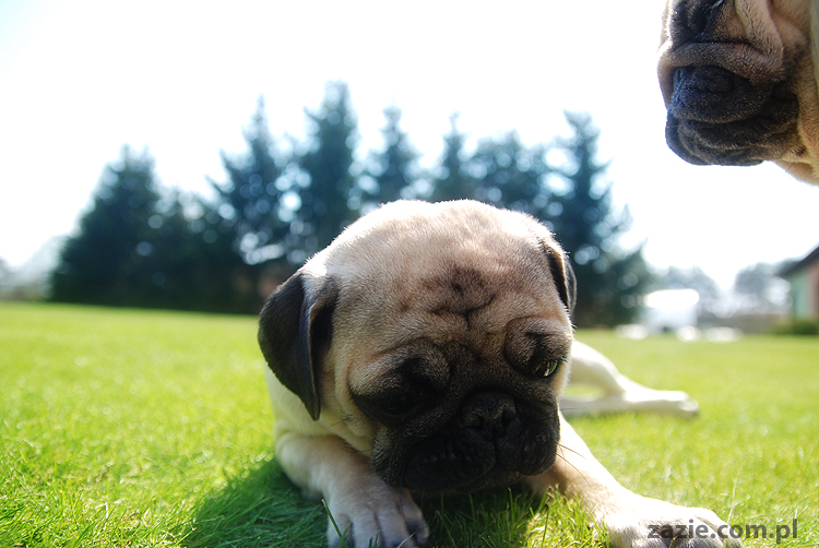 mopsy pugs Kumok i Miszur na trawie