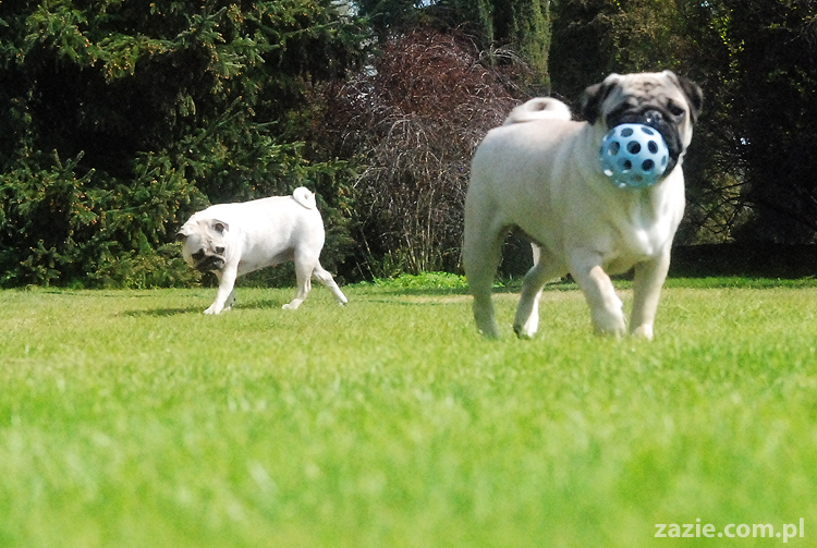mopsy pugs Kumok i Miszur na trawie